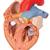 Corazón con esófago y tráquea, 2 veces su tamaño natural, de 5 piezas - 3B Smart Anatomy, 1000269 [G13], Modelos de Corazón (Small)