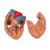 Modelo del pulmón, 7 piezas - 3B Smart Anatomy, 1000270 [G15], Modelos de Sistema Respiratorio (Small)