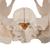 Pelvis femenina, 3-partes - 3B Smart Anatomy, 1000285 [H20/1], Modelos de Pelvis y Genitales (Small)