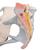 Pelvis femenina con ligamentos, con sección media sagital a través de los músculos del piso pélvico, 4-partes - 3B Smart Anatomy, 1000287 [H20/3], Educación para salud femenina (Small)