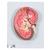 Sección del riñón, 3 veces su tamaño natural - 3B Smart Anatomy, 1000296 [K10], Modelos del Sistema Urinario (Small)