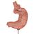 Modelo de banda gástrica - 3B Smart Anatomy, 1012787 [K15/1], Modelos del Sistema Digestivo (Small)