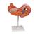 Estómago, en 3 piezas - 3B Smart Anatomy, 1000303 [K16], Modelos del Sistema Digestivo (Small)