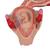 Modelo de embrión, segundo mes - 3B Smart Anatomy, 1000323 [L10/2], Modelos de Embarazo (Small)