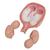 Fetos gemelos de 5 meses en posición normal L10/7 - 3B Smart Anatomy, 1000328 [L10/7], Modelos de Embarazo (Small)