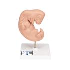 Embrión, 25 veces su tamaño natural - 3B Smart Anatomy, 1014207 [L15], Ser humano