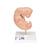 Embrión, 25 veces su tamaño natural - 3B Smart Anatomy, 1014207 [L15], Modelos de Embarazo (Small)