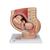 Pelvis de embarazo, 3 piezas. - 3B Smart Anatomy, 1000333 [L20], Pregnancy and Childbirth Education (Small)