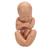 Pelvis de embarazo, 3 piezas. - 3B Smart Anatomy, 1000333 [L20], Pregnancy and Childbirth Education (Small)