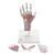 Modelo del esqueleto de la mano con ligamentos y músculos - 3B Smart Anatomy, 1000358 [M33/1], Modelos de Articulaciones (Small)