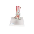 Modelo del esqueleto del pie con ligamentos y músculos - 3B Smart Anatomy, 1019421 [M34/1], Modelos de esqueleto de Pierna y Pie