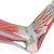 Modelo del esqueleto del pie con ligamentos y músculos - 3B Smart Anatomy, 1019421 [M34/1], Modelos de Articulaciones (Small)