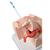 Maniquí ginecológico para la educación de pacientes. - 3B Smart Anatomy, 1013705 [P53], Obstetricia (Small)