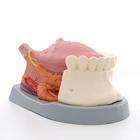 Modelo de la lengua, 4 piezas - 3B Smart Anatomy, 1002502 [T12010], Modelos dentales