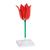Tulipán (Tulipa gesneriana), modelo, 1017832 [T210101], Plantas monocotiledóneas (Small)
