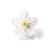 Flor del manzano (Malus pumila), modelo, 1017829 [T210161], Plantas dicotiledóneas (Small)
