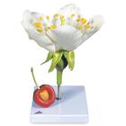 Flor de cerezo con fruto (Prunus avium), modelo, 1020125 [T210191], Plantas dicotiledóneas