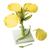 Colza (Brassica napus ssp. oleifera), modelo, 1000531 [T21020], Plantas dicotiledóneas (Small)