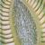 Manzanilla autêntica (Matricaria chamomilla), modelo, 1000533 [T21023], Plantas dicotiledóneas (Small)