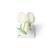Flor de guisante (Pisum sativum), modelo, 1000535 [T21026], Plantas dicotiledóneas (Small)
