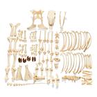 Esqueleto de bovino (Bos taurus), sin cuernos, desarticulado, 1020975 [T300121w/oU], Ganado