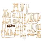 Esqueleto de boi (Bos taurus), com chifres, desarticulado, 1020976 [T300121wU], Osteología