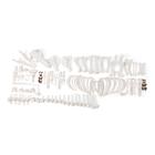 Esqueleto de cerdo (Sus scrofa domesticus), macho, desarticulado, 1020999 [T300131mU], Osteología