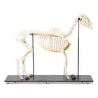 Esqueleto de yegua (Equus ferus caballus), preparado, 1021002 [T300141f], Ganado