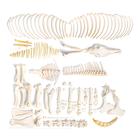 Esqueleto de yegua (Equus ferus caballus), desarticulado, 1021004 [T300141fU], Osteología