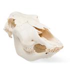 Cráneo de bovino (Bos taurus), sin cuernos, disecado, 1020977 [T300151w/o], Ganado