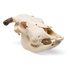 Cráneo de bovino (Bos taurus), con cuernos, disecado, 1020978 [T300151w], Ganado