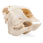 Cráneo de oveja domêstica (Ovis aries), macho, preparado, 1021029 [T300181m], Ganado