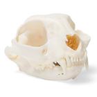 Cráneo de gato (Felis catus), preparado, 1020972 [T300201], Mascotas
