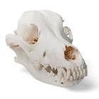 Cráneo de perro (Canis lupus familiaris), tamaño M, preparado, 1020994 [T30021M], Estomatología
