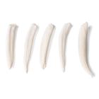 Tipos de dientes de diferentes mamíferos (Mammalia), 1021044 [T300291], Anatomía comparativa