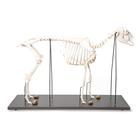 Esqueleto de oveja domêstica (Ovis aries), preparado, 1021024 [T300361f], Ganado