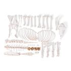 Esqueleto de ovelha (Ovis aries), feminino, desarticulado, 1021026 [T300361fU], Osteología