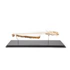 Esqueleto de siluro europeo (Silurus glanis), preparado, 1020964 [T300461], Ictiología