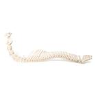Caballo (Equus ferus caballus), columna vertebral, montaje flexible, 1021048 [T30056], Osteología