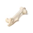 Huesos del muslo de mamíferos, 1021065 [T30066], Osteología