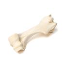 Huesos de cuartos delanteros de mamíferos, 1021066 [T30067], Osteología