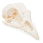Cráneo de gallina (Gallus gallus domesticus), preparado, 1020968 [T30070], Ornitología (aves)