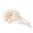 Cráneo de paloma (Columba livia domestica), preparado, 1020984 [T30071], Pájaros