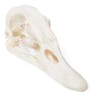Cráneo de pato (Anas platyrhynchos domestica), preparado, 1020981 [T30072], Pájaros