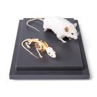 Ratón y esqueleto de ratón (Mus musculus) en vitrina, preparados, 1021039 [T310011], Animales pequeños