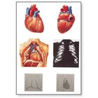 Coração I, Anatomia, 4006552 [V2053U], Sistema Cardiovascular