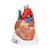 Corazón, en 7 piezas - 3B Smart Anatomy, 1008548 [VD253], Modelos de Corazón (Small)