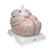 Encéfalo gigante, 2,5 veces el tamaño natural, desmontable en 14 piezas - 3B Smart Anatomy, 1001261 [VH409], Modelos de Cerebro (Small)