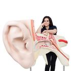 El oído más grande del mundo, 15 veces su tamaño natural, 3 piezas - 3B Smart Anatomy, 1001266 [VJ510], Modelos de Oído, Laringe y Nariz