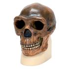 Rêplica del cráneo del Homo erectus pekinensis (Weidenreich, 1940), 1001293 [VP750/1], Antropológico Skulls